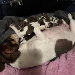 Tbd - Chocolate and white male Teddy Roosevelt Terrier puppy in Troy, Ohio from Wiggle Wags Miniature American Shepherds