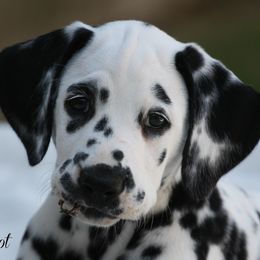 Dalmatian Puppies from Spothaven Dalmatians