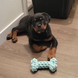 Rottweiler Puppies from Midnight Rottweilers