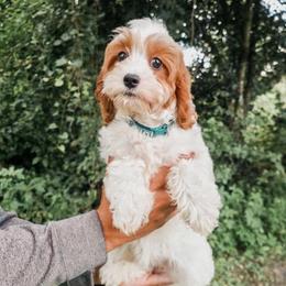 Willow - Blenheim female Cavapoo puppy in Live Oak, Florida from Grams Poodle Babies