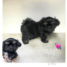 Cupid - Red and tan female Shih Tzu puppy in Sacramento, California from NANA’S  QUALITY SHIH TZU'S