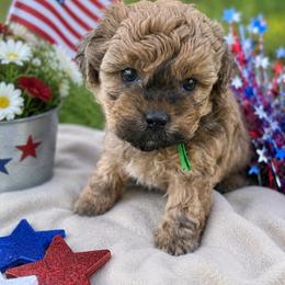 Hardy - Green - Brown male Shihpoo puppy in Gay, Georgia from That’s My Puppy