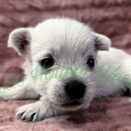 White - White female West Highland White Terrier puppy in Cleveland Tx, Texas from Pixie Hollow Westies