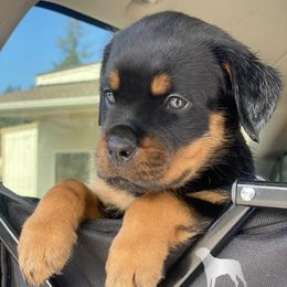 Rottweiler Puppies from KarmaKennelPNW