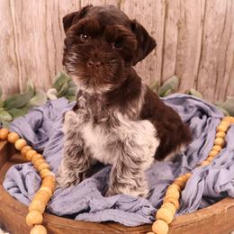 Miniature Schnauzer and Poodle Puppies from Crystal Rose Canines
