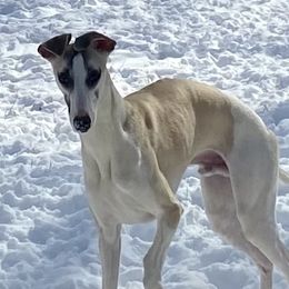 Mikee - Whippet