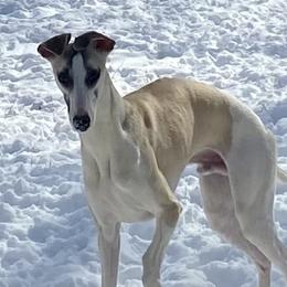 Mikee - Whippet