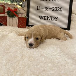 Cavalier King Charles Spaniel and Cavapoo Puppies from K’s Cavys