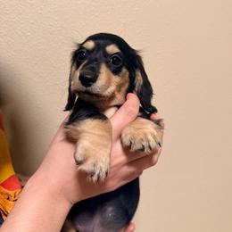 Blue - Black and cream male Dachshund puppy in Oakdale, California from Mini Dachshunds
