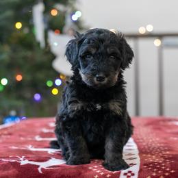 Fitz Roy - Gentle Boy - Phantom male Bernedoodle puppy in Eureka, Illinois from Joley Aire Family Dogs