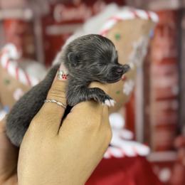 Zoro - Blue male Pomeranian puppy in Antioch, California from Ray of Poms