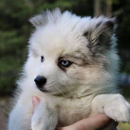 Pomsky Puppies from Azura Pomskies