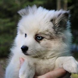 Pomsky Puppies from Azura Pomskies