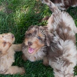 Aussiedoodle, Australian Shepherd, Dachshund, and Miniature Australian Shepherd Puppies from Bline’s Awesome Aussies & Doxies at the Bline Family Farm