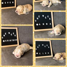 Goldendoodle Puppies from RKay K9s