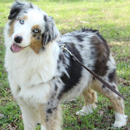 Whisper - Australian Shepherd