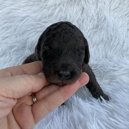 Red - Collar - Merle female Goldendoodle puppy in Fairmont, West Virginia from Mountainside Doodles, LLC