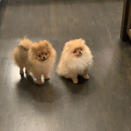 Pomeranian Puppies from Halo Poms