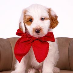 Boy 2 - Parti Double Doodle puppy in Lehi, Utah from Our Little Farm Life Doodles