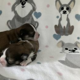 Chihuahua Puppies from Knox Rock'n Chihuahuas