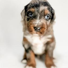 Blue - Blue merle male Aussiedoodle puppy in Sharpsburg, Georgia from Steindoodles