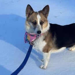 American Corgis and Pembroke Welsh Corgis from Magnolia Trace Corgis