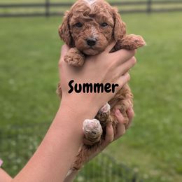 Summer - Red female Cavapoo puppy in Amboy, Indiana from Wag'in Tails