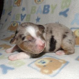 Miniature Australian Shepherd Puppies from High Mountain Aussies