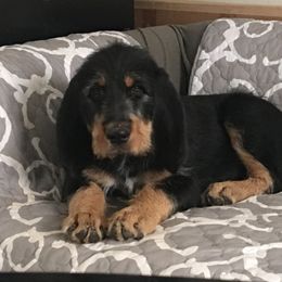 Otterhound Puppies from Blue Fairy Otterhounds