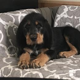 Otterhound Puppies from Blue Fairy Otterhounds