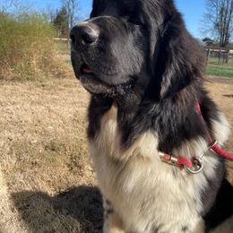 Bash - Newfoundland