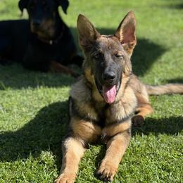 Beauceron, German Shepherd, and Golden Retriever Puppies from Von Zirbes Hundehutte