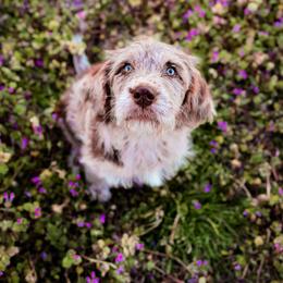 Bordoodle and Labradoodle Puppies from Howdy Doodles