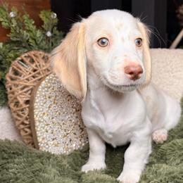 Snowy - Dapple male Dachshund puppy in Washburn, Tennessee from Clinch Mountain Dachshunds