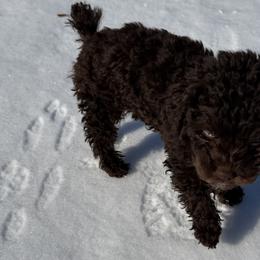 Cockapoos and Poodles from Pawcious Poodles & Doodles
