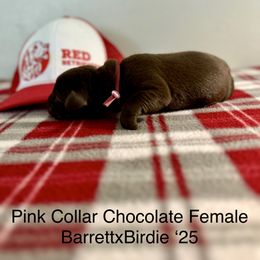 Pink Collar - Chocolate female Labrador Retriever puppy in Alvin, Texas from Red Retrievers