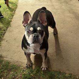 Zoe - French Bulldog