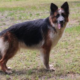 Indie - German Shepherd