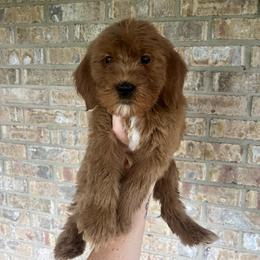 Tan Boy - Red  male Goldendoodle puppy in Richmond, Kentucky from The Doting Doodle