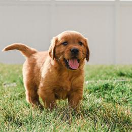 Peter - Dark golden male Golden Retriever puppy in Payette, Idaho from Stonewick Retrievers