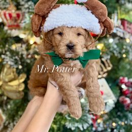 Mr. Potter (red collar) - Red  male Goldendoodle puppy in Murfreesboro, Tennessee from Cherry Lane Farm Doodles