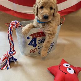 Goldendoodle Puppies from Dhalia’s Doodles