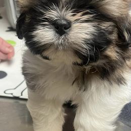 Shih Tzus from Parico Puppies