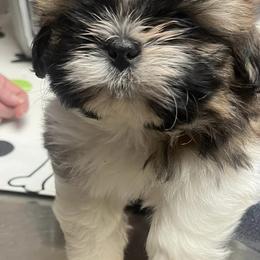 Shih Tzus from Parico Puppies