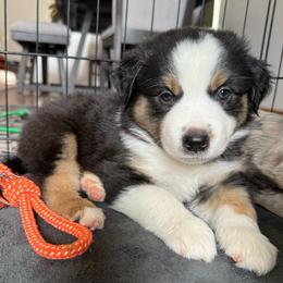 Onyx - Black tri male Miniature American Shepherd puppy in Phoenix, Arizona from Outlaw Minis