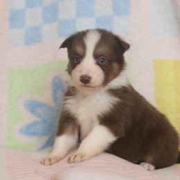 Border Collie, English Setter, and Miniature American Shepherd Puppies from First Harmony Farms