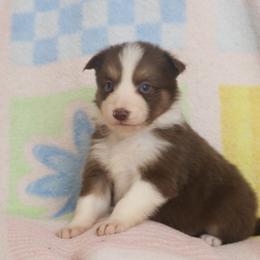 Border Collie, English Setter, and Miniature American Shepherd Puppies from First Harmony Farms