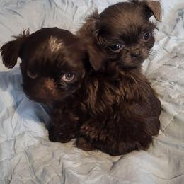 BaBoo - Sable male Shih Tzu puppy in Newport, Arkansas from Gina's Lil Zues and Yorkies Kennel