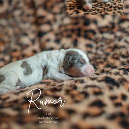 Rumor - Blue merle female Aussiedoodle puppy in Inman, South Carolina from Dark Corner Doodles