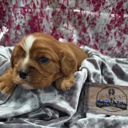 Pumpkin - Ruby female Cavalier King Charles Spaniel puppy in Neosho, Missouri from Pups on the Ridge